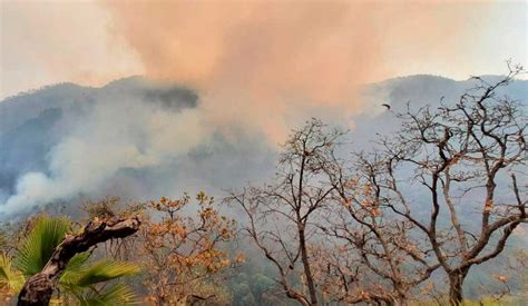 La Jornada Activos 106 Incendios Forestales En 21 Estados Conafor