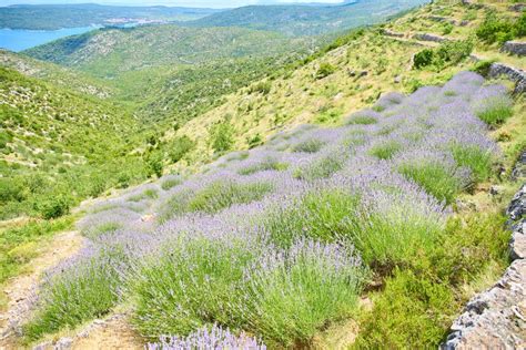 Lavender Fields on Hvar, Croatia Stock Image - Image of close, colour ...