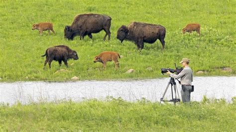 Ken Burns on Why 'The American Buffalo' Documentary Is ...