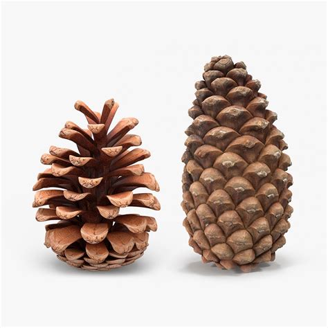 Pine Cones Collection 3d Model Turbosquid 2006361