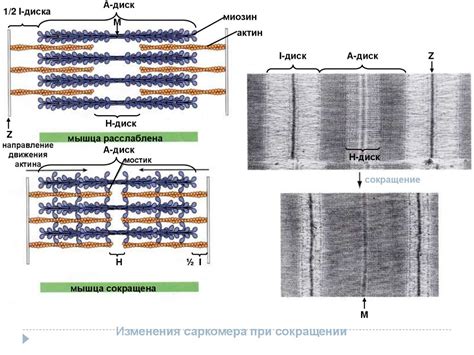 Открытая система. Закрытая система - презентация онлайн