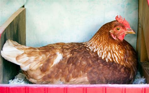 Son Las Gallinas ISA Brown Buenas Ponedoras