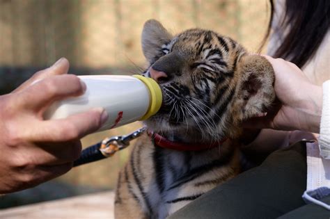 3年ぶりのホワイトタイガー誕生。可愛さ爆発の双子トラと成長見守る飼育員 ほ・とせなnews