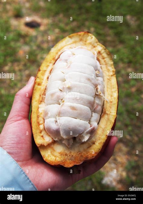 Hand Holding An Open Cocoa Pod Taken At The Valrhona Chocolate