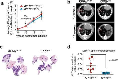 Growth Of Lung Adenocarcinomas After Rb Reactivation A Imaging Of