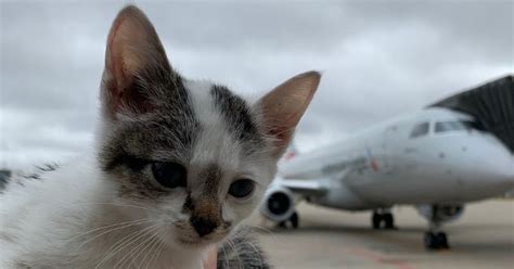 Un petit chat errant a été retrouvé sur la piste de décollage de l