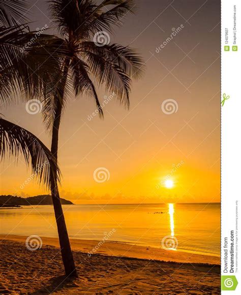 Beautiful Tropical Beach Sea And Ocean With Coconut Palm Tree At Stock