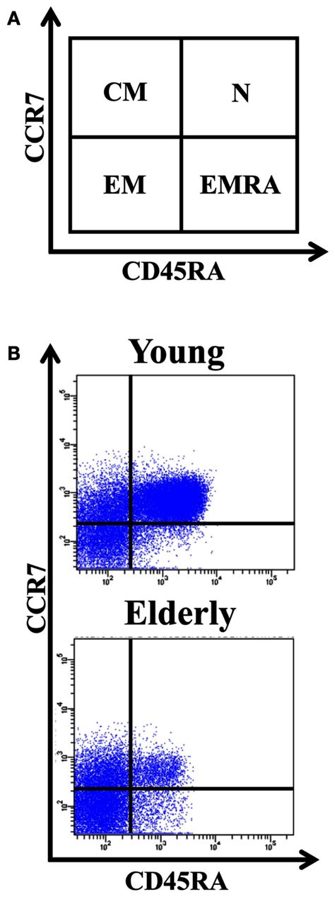 Distribution Of Cd4 T Cells Into Naïve Central Memory Effector