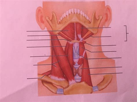 Neck Diagram Quizlet