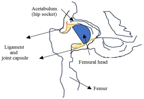 Biological construction of the hip-important for ultrasound ...