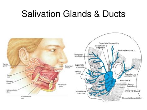 Ppt Physiology Of Mastication And Deglutition Chapter 8 Powerpoint