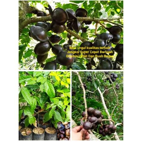 Jual Bibit Super Unggul Buah JENGKOL Genjah Cepat Berbuah Batang Pendek