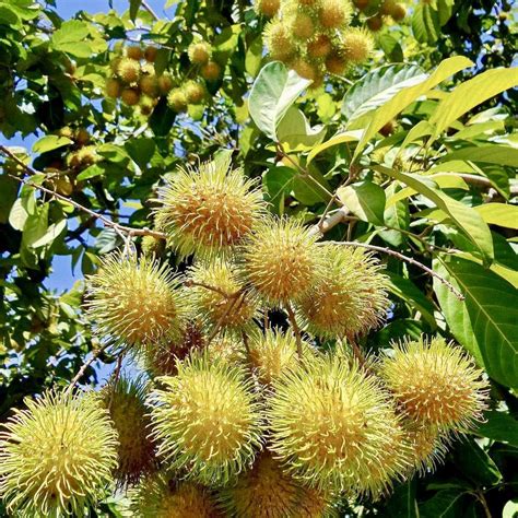 Grafted Yellow Rambután Nephelium lappaceum exotic fruit live tree 24