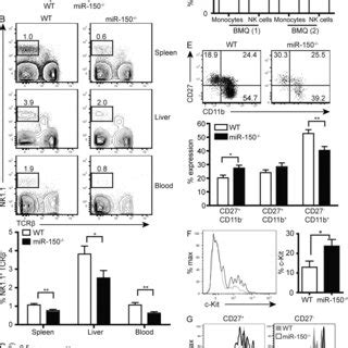 Loss Of MiR 150 Results In Reduction And Impaired Maturation Of NK