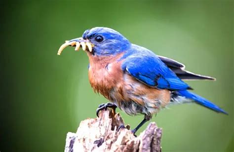 Bluebird - Description, Habitat, Image, Diet, and Interesting Facts