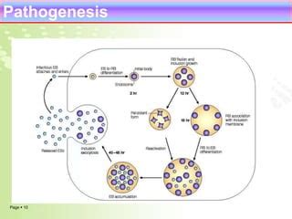 Rickettsia Ppt