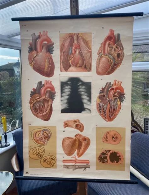 Vintage Anatomical School Pull Down Chart Of The Human Heart Paper On