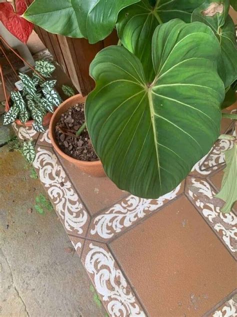 Philodendron Gloriosum Care The Ultimate Guide