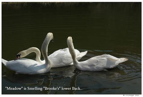 Swan Lovers