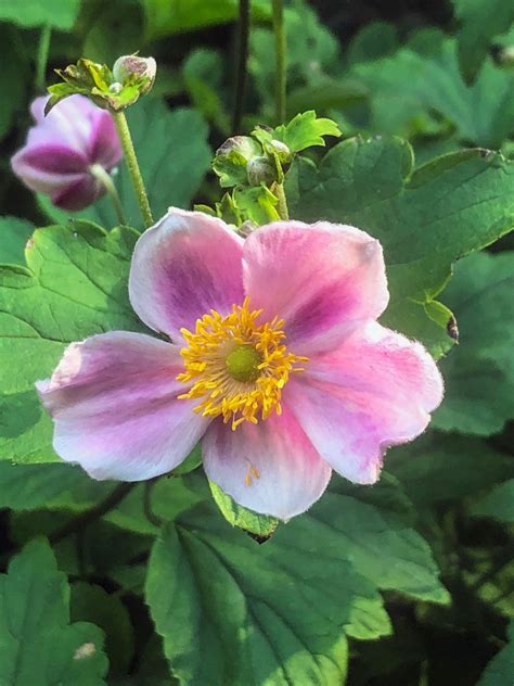 Pink Anemone Flowers