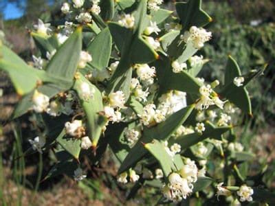 Colletia Cruciata Colletia En Forme De Croix P Pini Res Quissac