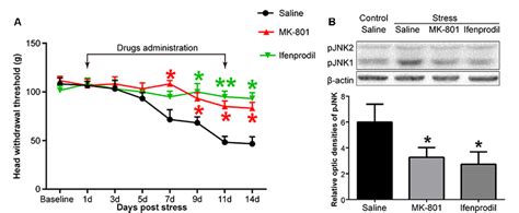 Figure 4 From Nmdar And Jnk Activation In The Spinal Trigeminal Nucleus Caudalis Contributes To