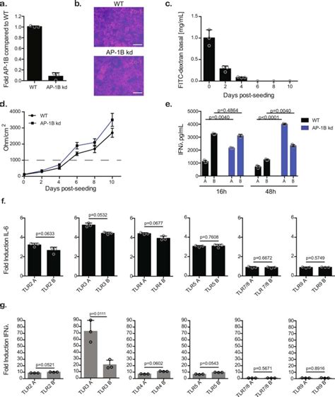 Asymmetric Distribution Of Tlr3 Leads To A Polarized Immune Response In