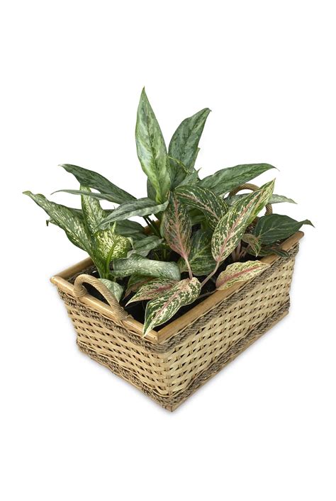 Hd Wallpaper Aglaonema Dieffenbachia Pot Scaping Ornamental Plants