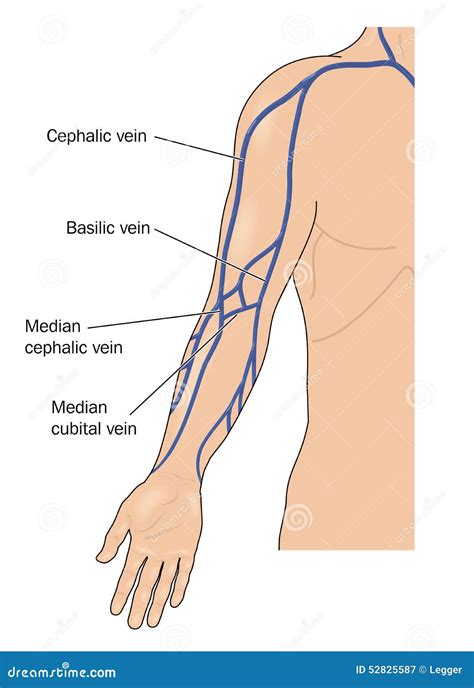 Venas Del Brazo Ilustraci N Del Vector Ilustraci N De M Dico