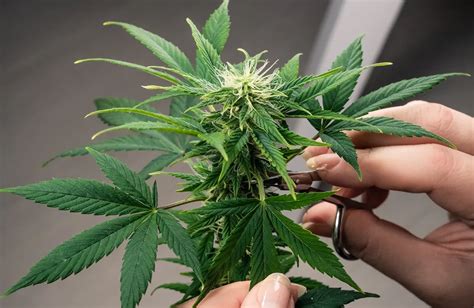 ᐅ Guide to Defoliating Autoflowers WeedSeedsExpress