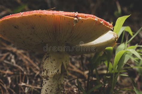 Amanita Muscaria Rode Giftige Agarische Vliegenpaddenstoel In Het Bos