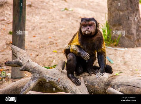 Brown Capuchin Monkey Cebus Sapajus Hi Res Stock Photography And Images