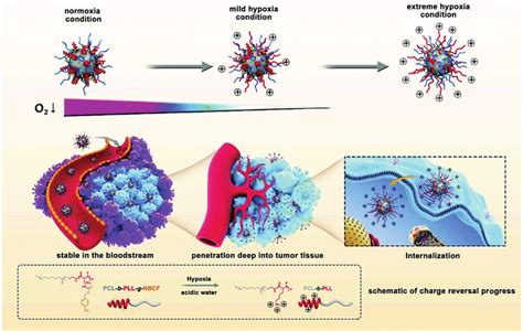 Schematic Diagram Of The Hypoxia Responsive Charge Reversal