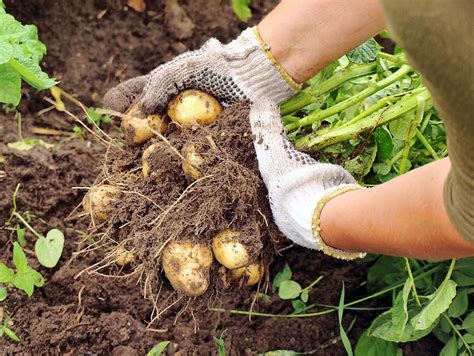 Planter les pommes de terre avec la Lune en 7 étapes Détente Jardin