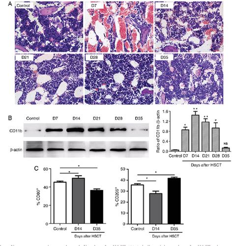 Figure 1 From Macrophages Ameliorate Bone Marrow Inflammatory Injury