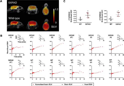 In Vivo Pet Imaging Of Tspo Using C Pbr A Representative