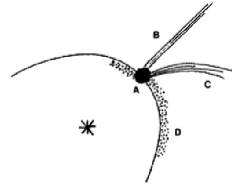 Schematic of comet morphological structures. (A) Coma, (B) Ion Tail ...