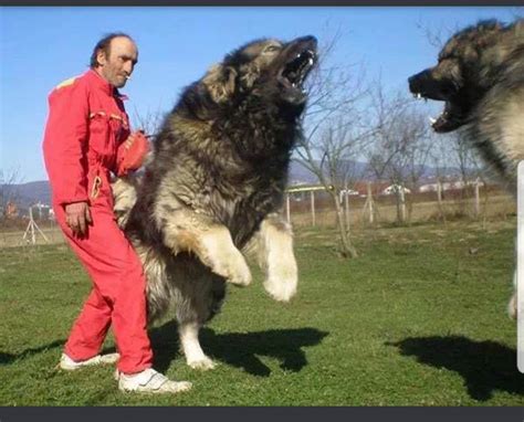 caucasian mountain shepherd    russian prisons rabsoluteunits
