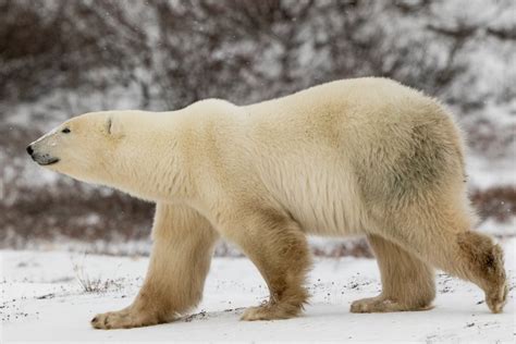 Is Polar Bear Fur Clear? Debunking Common Myths – Ocean Action Hub