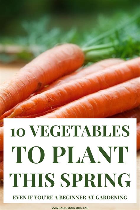 Easy Vegetables To Grow During Spring - Homemade Mastery