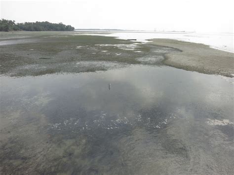Adventures With The Naked Hermit Crabs Day Out At Chek Jawa With Special Guests