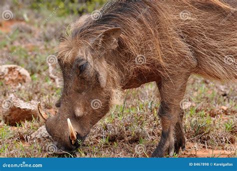 Varón Del Warthog Del Primer Foto De Archivo Imagen De Serengeti