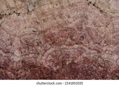 1,000 Mineral gneiss rock Images, Stock Photos & Vectors | Shutterstock