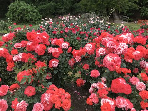 raleigh rose garden