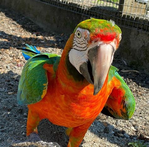 Harlequin Macaw Parrots - Worldwide Exotic Parrots Farm