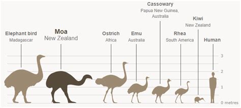 Ratite Birds Moa Te Ara Encyclopedia Of New Zealand