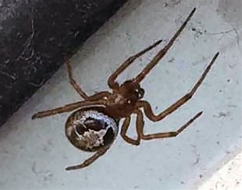 Some Of The Most Dangerous Spiders In The Uk Are Set To Invade Our Homes Metro News