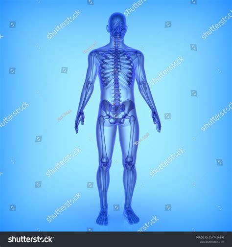 human vertebral column ligaments bone anatomy stock illustration