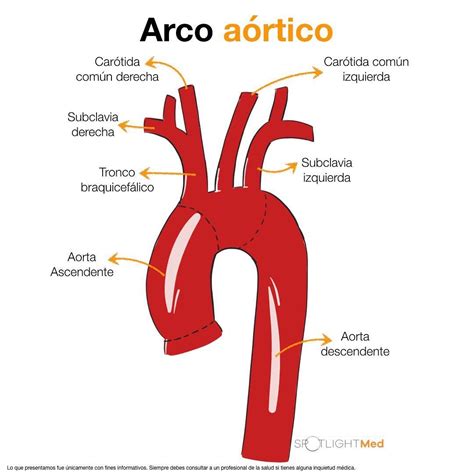 Arco Aórtico Anatomía médica Anatomia cardiaca Anatomia y