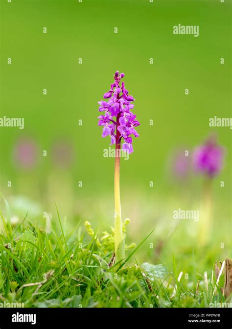 Early Purple Orchid Orchis Mascula Photographed At Park Gate Down On